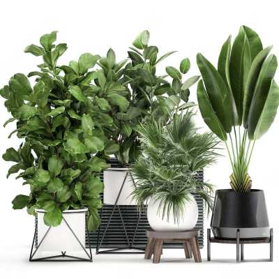 植物盆栽盆景3D模型下载